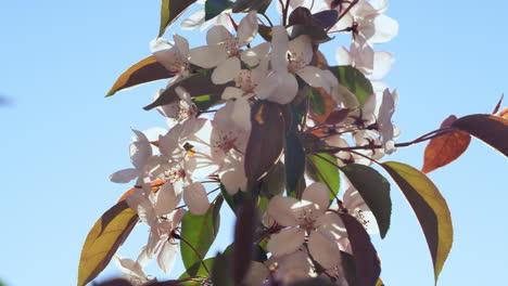 apple flowers blossoming against charming sunlights. meditative floral view.