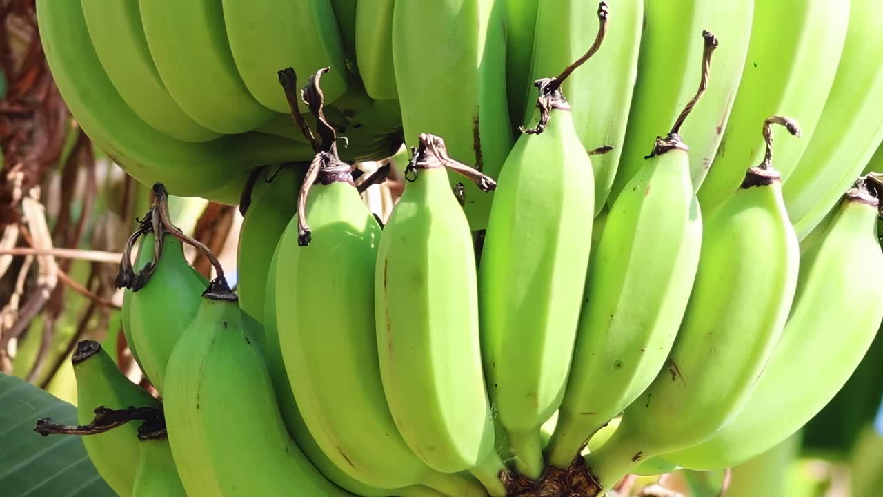 Observe the gradual ripening of green bananas in a tropical setting through a detailed time-lapse sequence.