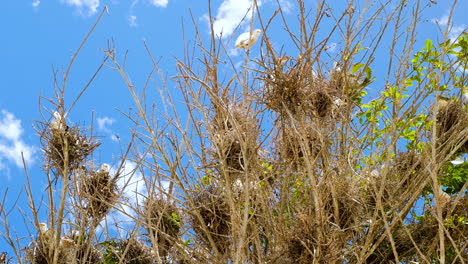 Snowy-Egrets-perched-in-tree-on-nests,-upward-shot,-blue-sky