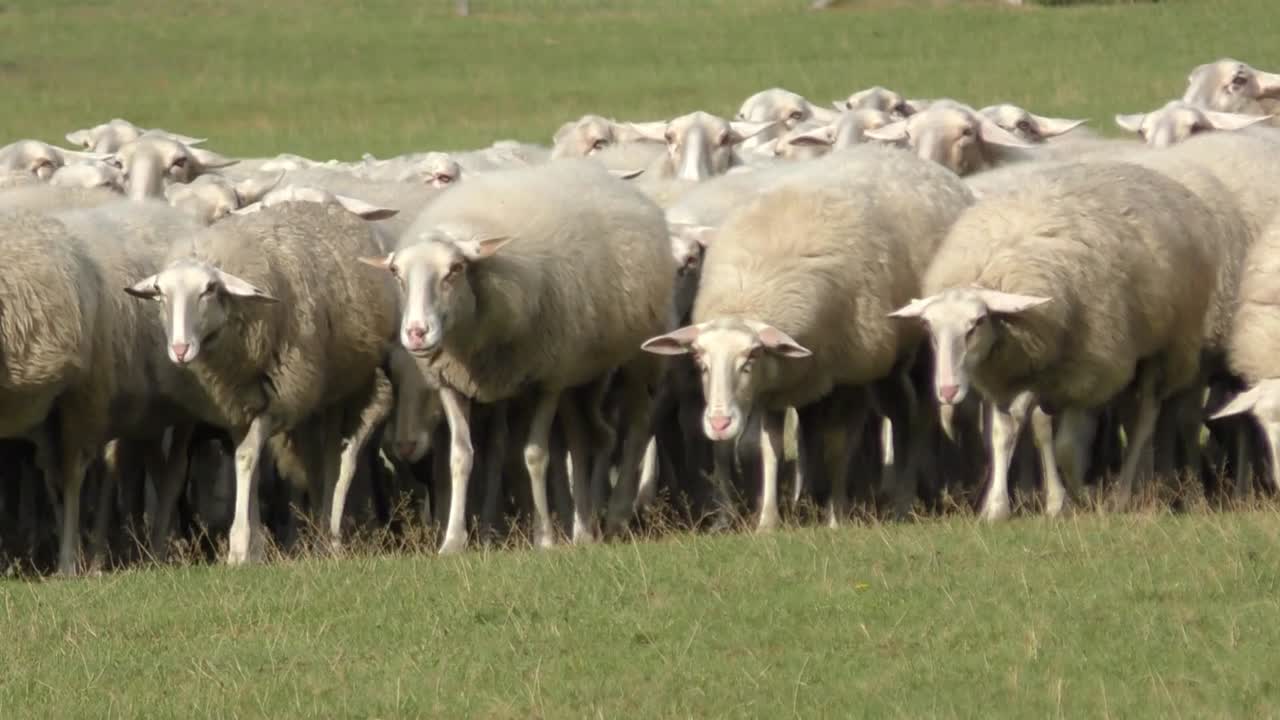 rebaño de ovejas caminando lentamente todas juntas en un campo en el veluwe holandés