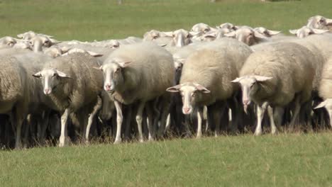 Flock-of-sheeps-walking-slowly-all-together-on-a-field-at-the-dutch-Veluwe