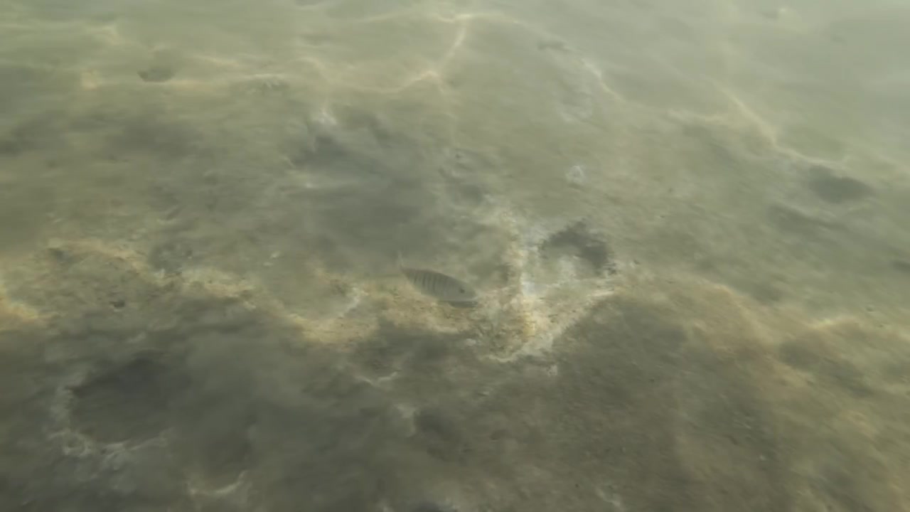 Underwater light rays dancing on a sandy seabed in murky water, creating a natural background with movement and texture