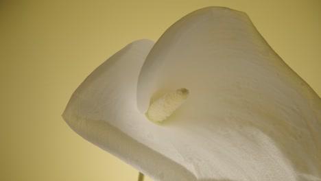 close-up of a white calla lily