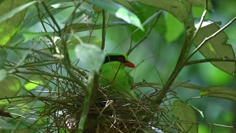 Urraca-Verde-Común,-Cissa-Chinensis,-Kaeng-Krachan,-Tailandia