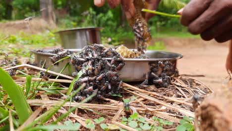 Close-up-of-hands-with-grass-branch-removing-bees-from-honeycomb