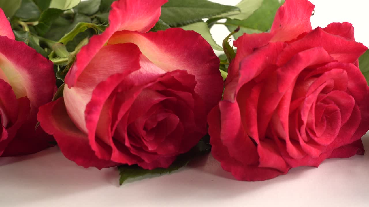 Rosas vermelhas sobre um fundo branco