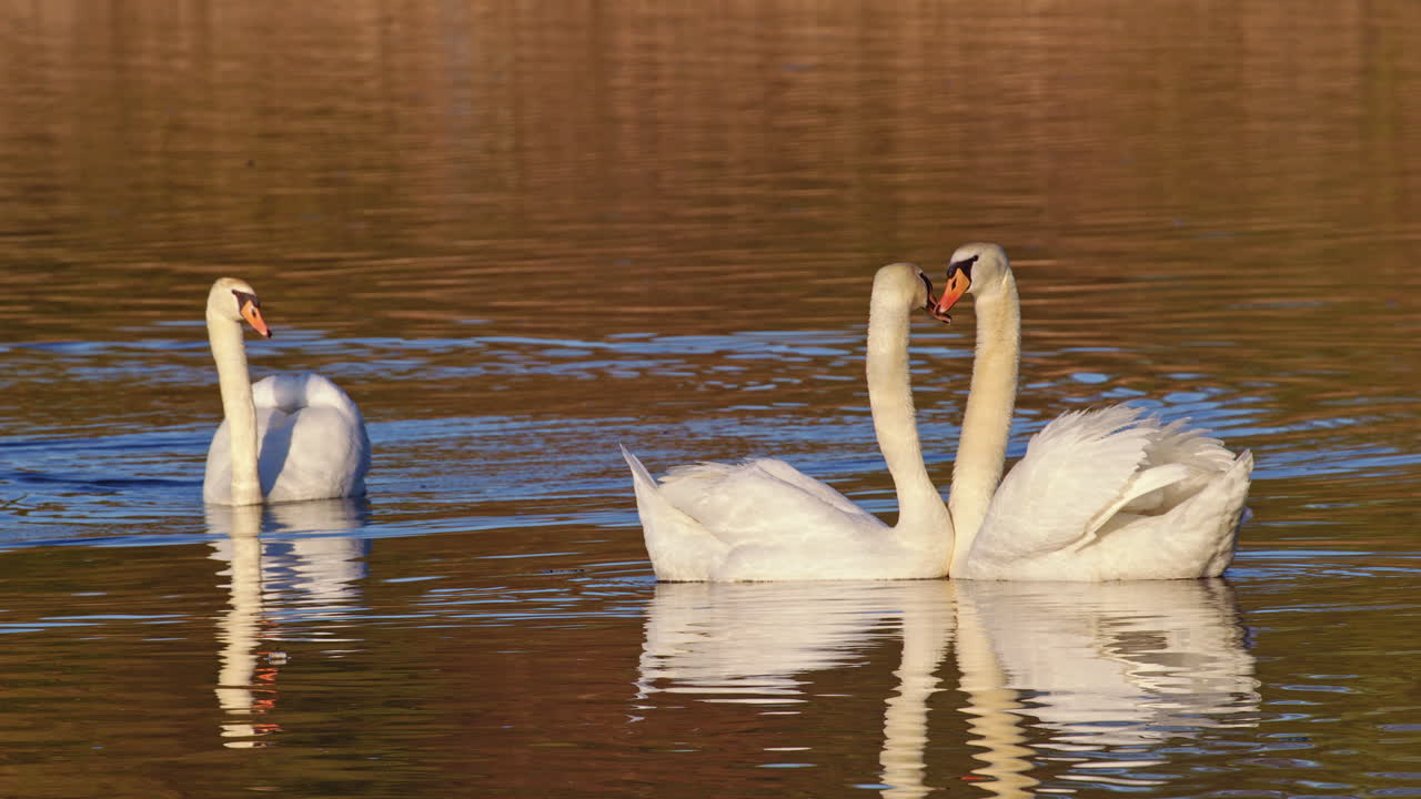 Elegant swans move through the misty pond in slow motion at first light