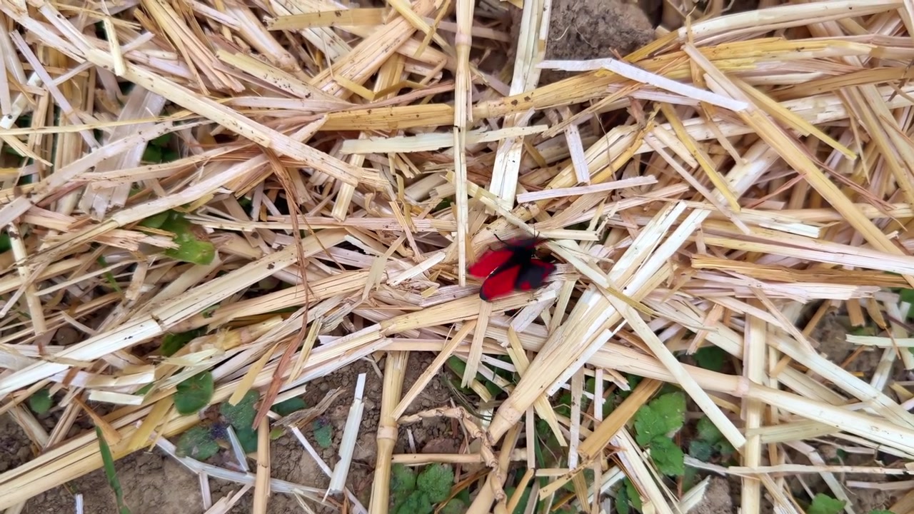 Detailní záběr shora na přástevníka kostivalového (Callimorpha dominula), který se pomalu prochází po zemi pokryté slámou, zatímco opakovaně otevírá a zavírá svá zářivě červená a černá křídla v zahradě.