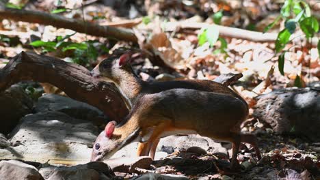 Lesser-Mouse-deer,-Tragulus-kanchil