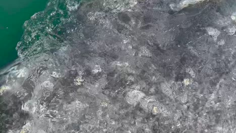 Grey-whale-close-up-while-she-approaches-the-boat-before-disappearing-underneath,-during-a-whale-watching-trip-in-Guerrero-Negro-Mexico