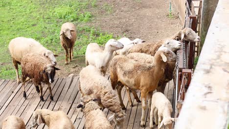 flock of sheep moving across a narrow bridge