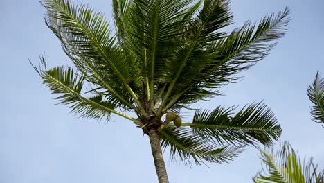 A lush green coconut tree with visible coconuts against a vibrant blue sky, evoking vacation and tropical paradise vibes.