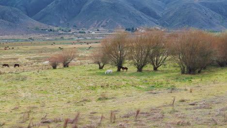 horses grazing in a field with mountains