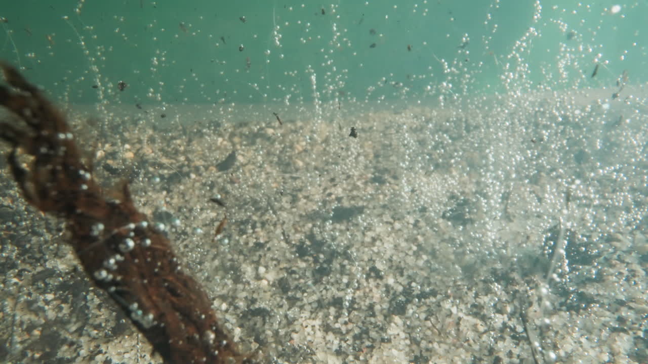 은 해조류와 산소 거품이 평온한 호수 바닥에