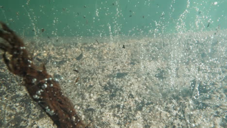 Algas-Podridas-Y-Burbujas-De-Oxígeno-Sobre-El-Tranquilo-Fondo-Del-Lago
