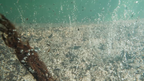 algas marinas podridas y burbujas de oxígeno sobre el fondo tranquilo del lago