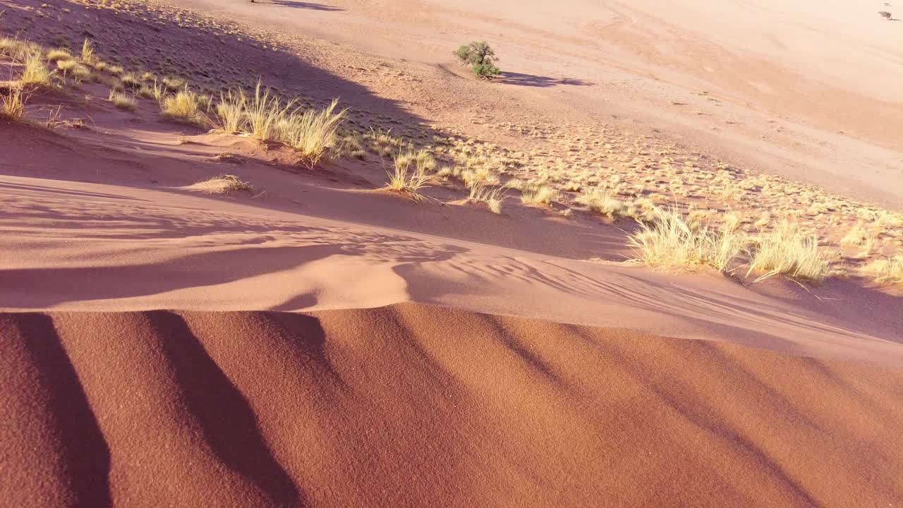 Dune di sabbia ondeggianti a Elim Dunes, Namibia, sotto la calda luce del sole, con texture modellate dal vento e piante del deserto sparse che creano un'atmosfera calma e remota, ideale per temi legati alla natura, ai viaggi e all'ambiente