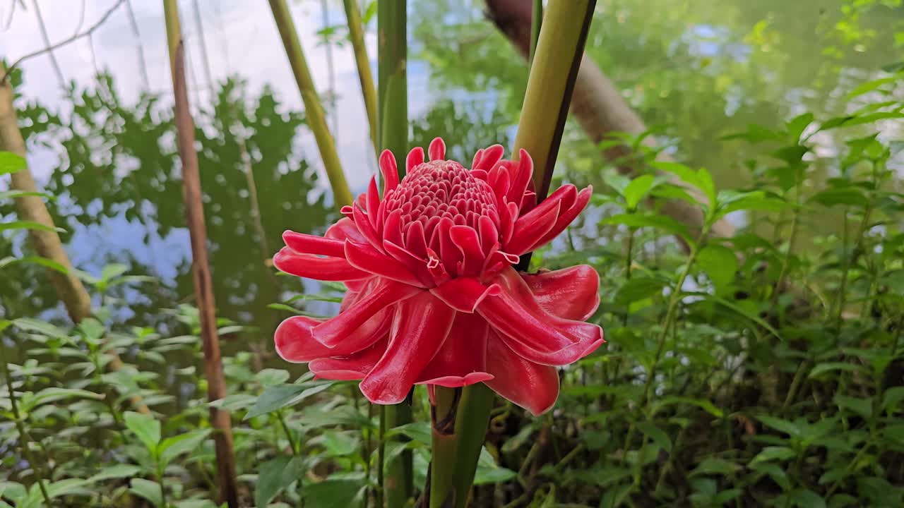Bunga Kecombrang Merah Mekar di Tepi Danau, Close Up