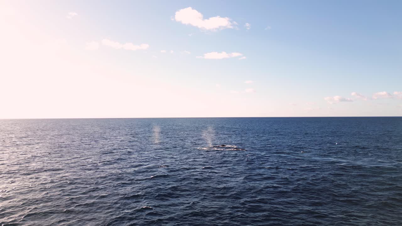 Aerial view of drone approaching a pod of humpback whales blowing the water spouts in the Pacific Ocean during the migration