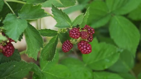 夏の庭の茂みに熟したラズベリー