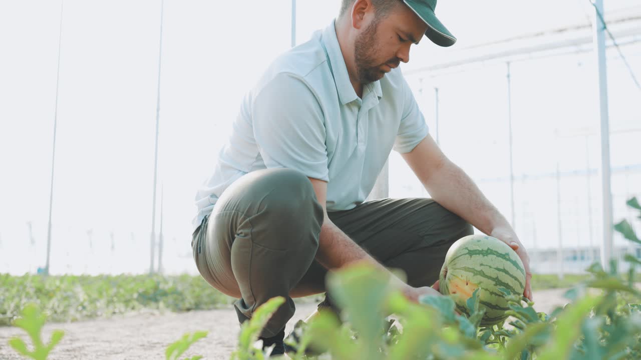 Farmer harvesting watermelon in greenhouse