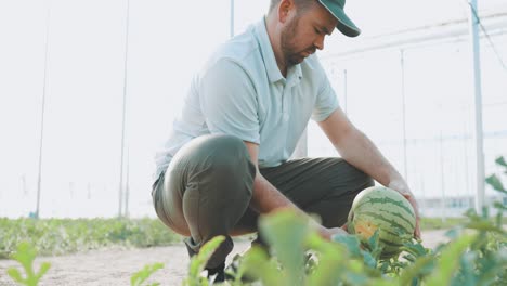 farmer harvesting watermelon in greenhouse