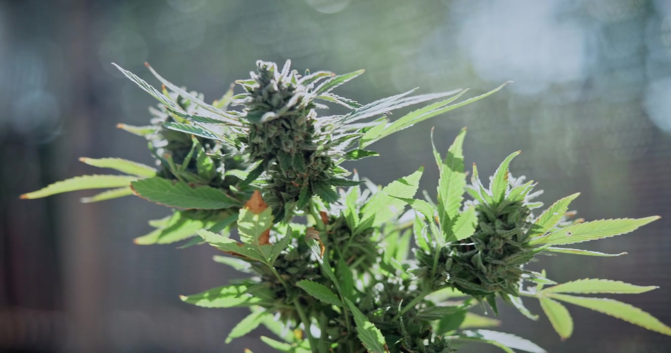 Primo piano di pianta di cannabis in fiore con luce naturale