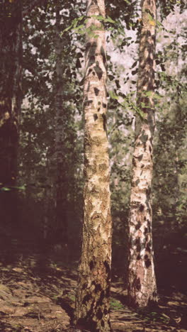 árboles de abedul en un bosque