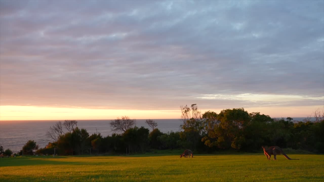 Kangaroos foraging for food as the sunrises over the ocean in the distance, Tathra, Australia. Wide shot