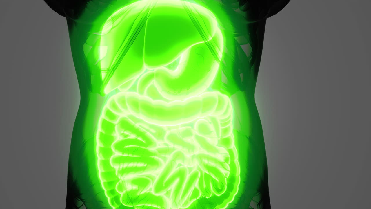 Exploring the inner workings of human internal organs with neon light effects