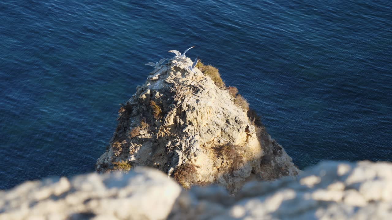 Fugleperspektiv, Scenisk udsigt over en gruppe måger, der står på mågeklippen i Algarve, Portugal, med en bølge i baggrunden