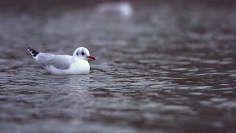 slow motion footage of a seagull sitting in the seine river in paris, france