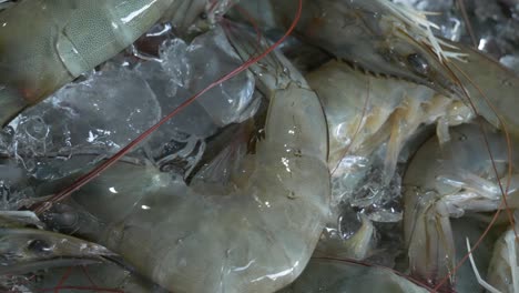 fresh dead shrimp river prawn on ice for sale in street seafood market