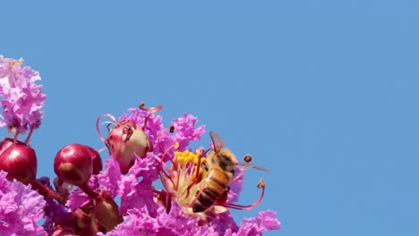 a bee collects nectar from vibrant pink flowers against a clear blue sky.