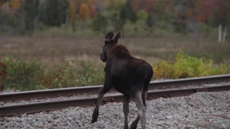 Zeitlupenaufnahme-Eines-Jungen-Einzelnen-Elches,-Der-Bahngleise-In-Der-Herbstlich-Gefärbten-Natur-überquert