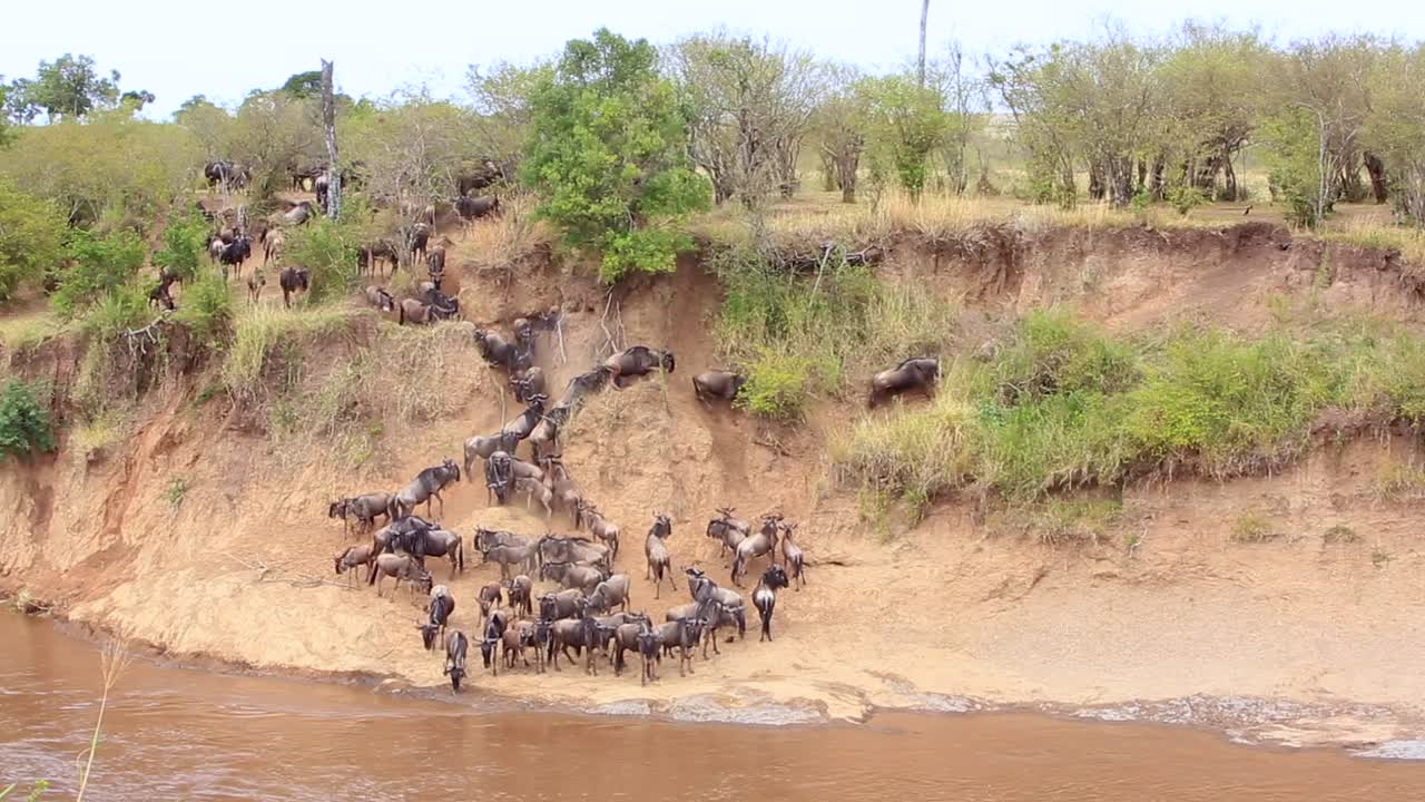 los ñus en el fangoso cruce del río mara deciden no nadar todavía, kenia
