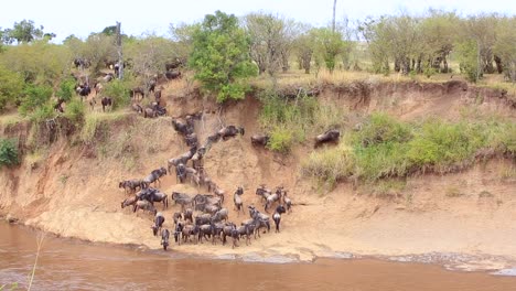 Gnus-Beim-Überqueren-Des-Schlammigen-Mara-Flusses-Beschließen,-Noch-Nicht-Zu-Schwimmen,-Kenia