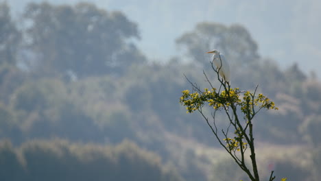 Gran-Garza-Blanca-Se-Sienta-En-Un-Cálido-Día-De-Verano-En-La-Copa-De-Un-árbol-Y-Despega