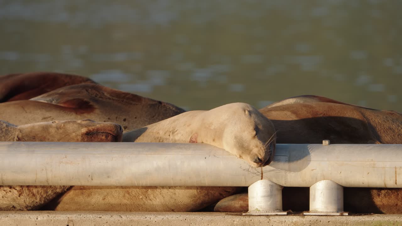 Male sea lions resting on floating breakwater during autumn gathering