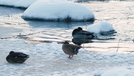 the ducks bathed in a frozen river