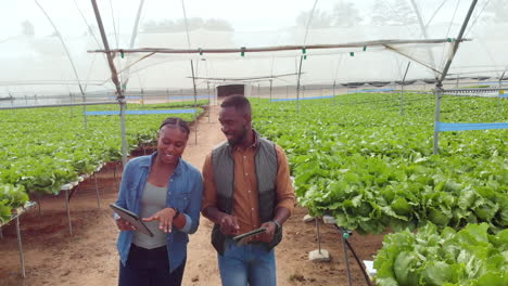 walking through hydroponic farm, colleagues using tablets to monitor crops