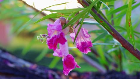 Vibrant Pink and Purple Flowers Blooming