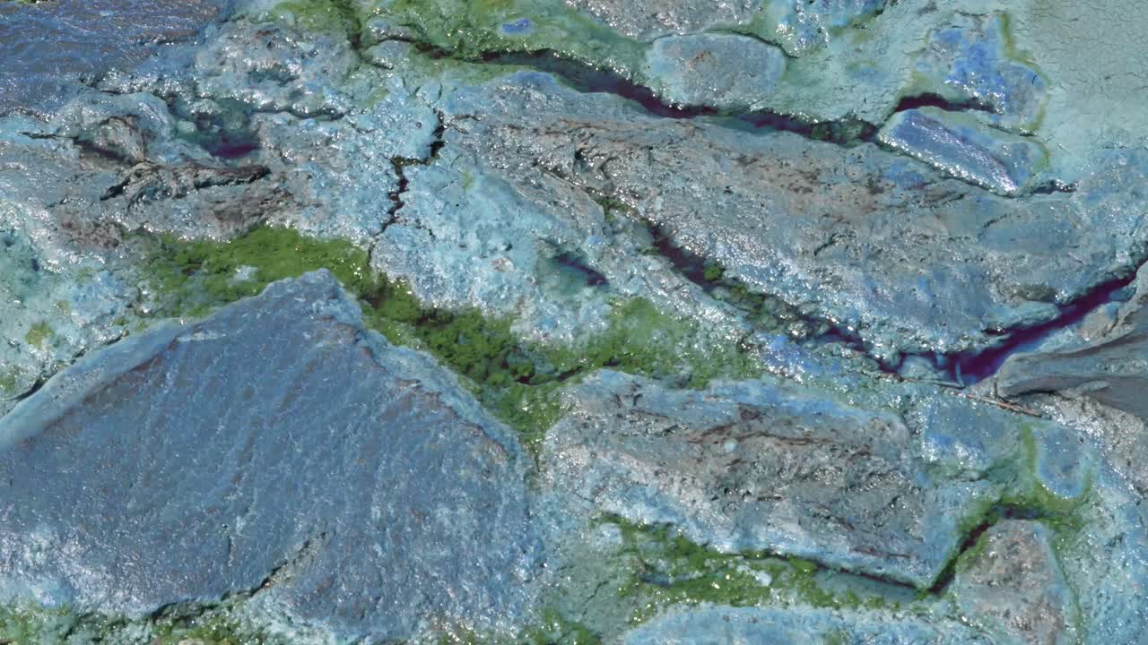 조류 매트는 플로리다의 연못에 떠 있습니다.