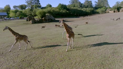 tower of girraffes running through the grassfields in a safari