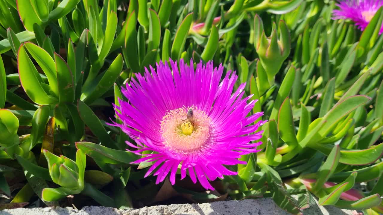 Close-up Bunga Carpobrotus Ice Plant yang Mekar dengan Lebah Penyerbuk, Menyoroti Kelopak Bunga yang Cerah, Tekstur Halus, dan Interaksi Intim Antara Serangga dan Vegetasi Pesisir, Yunani
