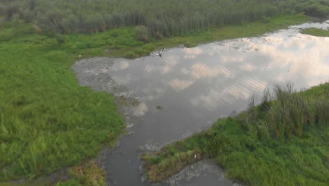 toma aérea de una grulla crestada volando desde su percha en una rama sobre los pantanos del lago victoria