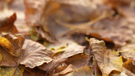 Abgefallene-Blätter-Bedecken-Im-Herbst-Den-Waldboden