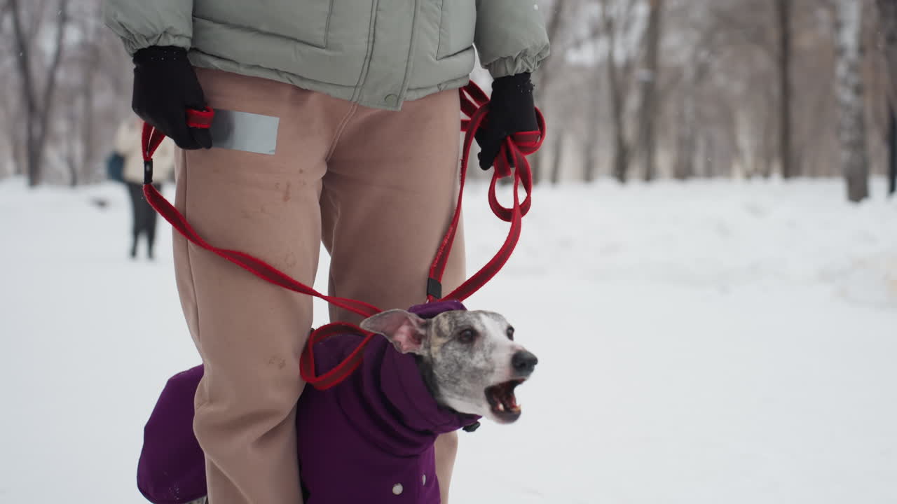 Whippet in purple coat stands between person's legs on snowy path, red leash wrapped around gloved hands, winter clothing visible, cold outdoor scene with snow-covered ground and bare trees in background