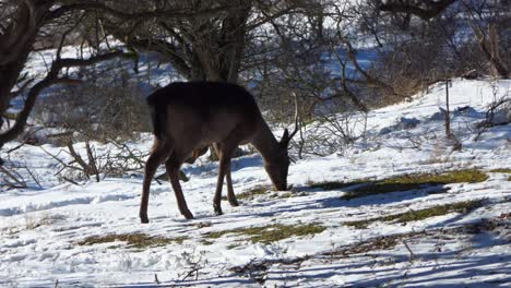 Ciervos-Machos-En-Piel-De-Invierno-Pastan-Las-Hierbas-Que-Se-Asoman-A-Través-De-La-Nieve