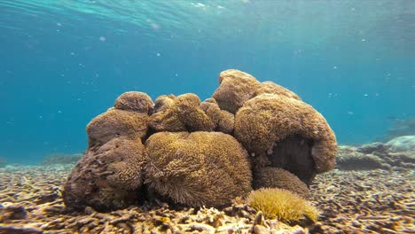 Una-Gran-E-Intrincada-Estructura-De-Arrecife-De-Coral-Se-Encuentra-En-El-Fondo-Del-Océano,-Rodeada-De-Agua-Azul-Clara.